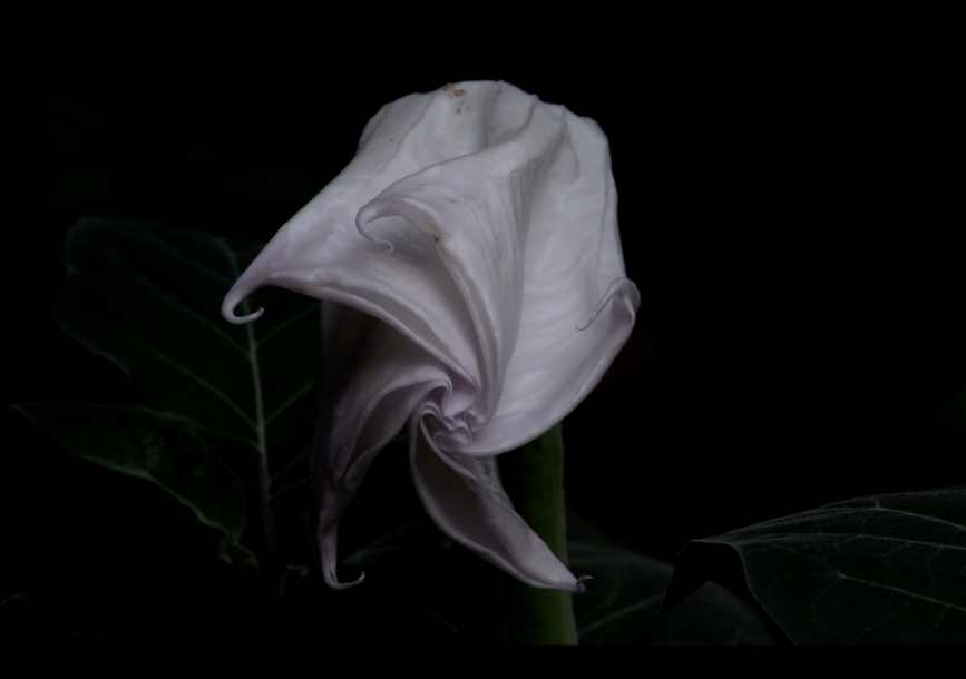 A white rose petal in front of a black background.