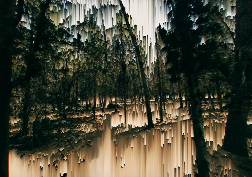 Trees in a distorted forest.