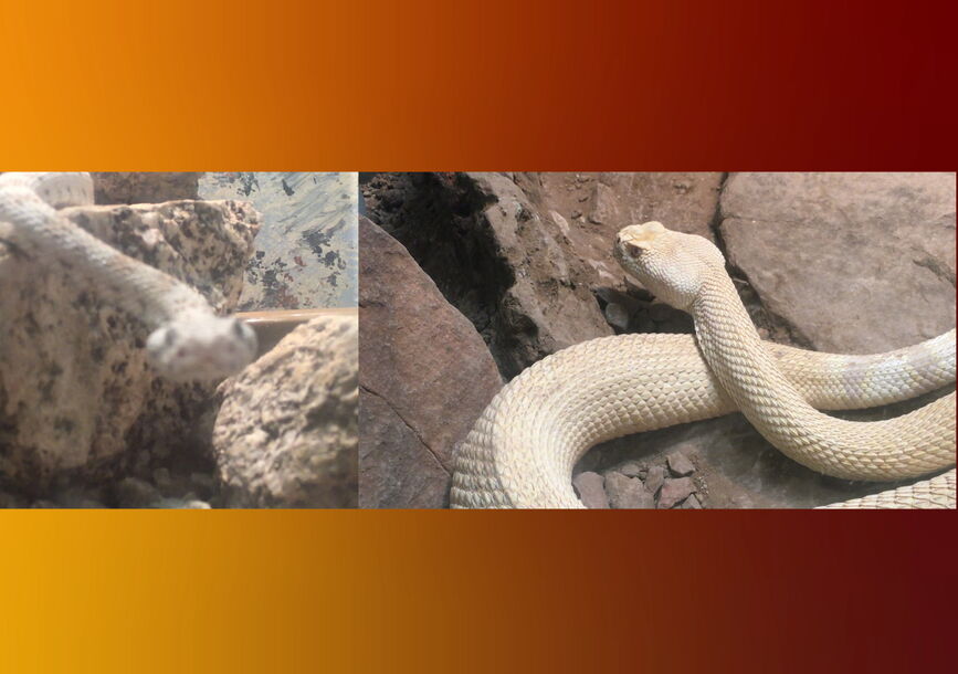 Two frames of a snake side by side.