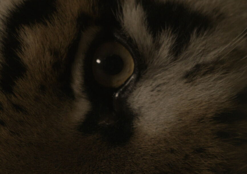 The eye of a white feline.